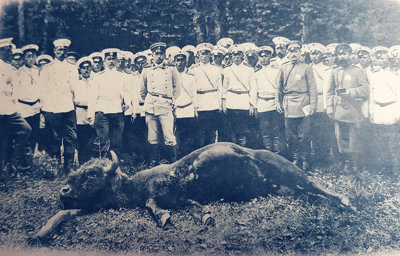 A killed bison surrounded by an official of the 15th Shlisselburg Infantry Regiment. 1903 From the book 'The Royal Hunt in Belovezhskaya Pushcha. Pages of History'