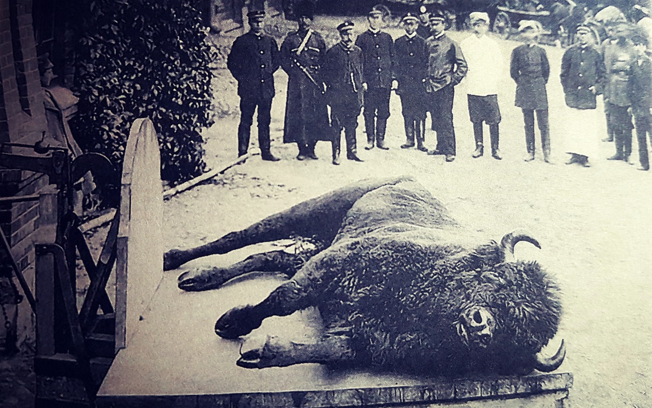 Weighing of the killed bison. 1903 From the book 'The Royal Hunt in Belovezhskaya Pushcha. Pages of History'