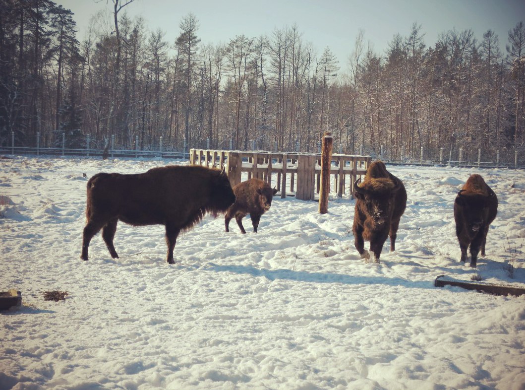 Bison in Belovezhskaya Pushcha. Winter 2016 Photo by A.Basak