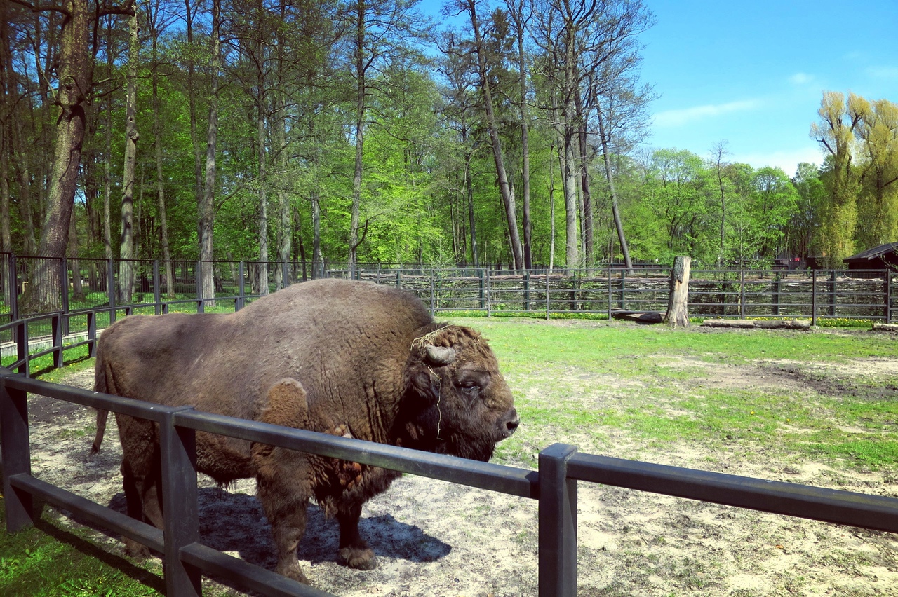 Bison at the Bialystok Zoo. Spring 2017 Photo by A.Basak