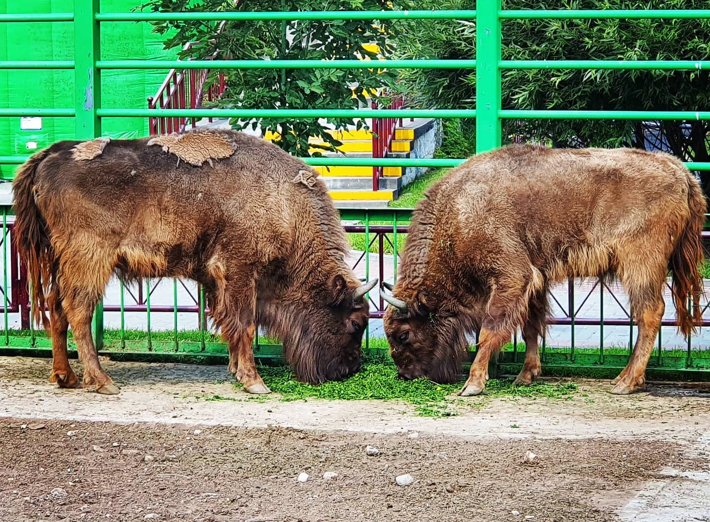 Bison in the Grodno Zoo. Summer 2020 Photo by A.Basak