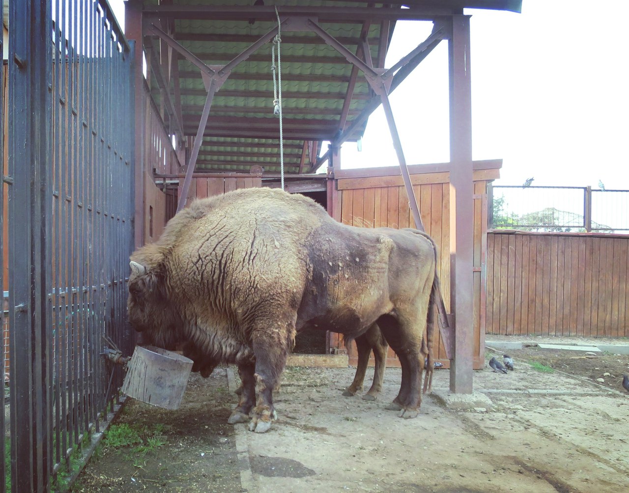 A male bison at the Minsk Zoo. Autumn 2016 Photo by A.Basak
