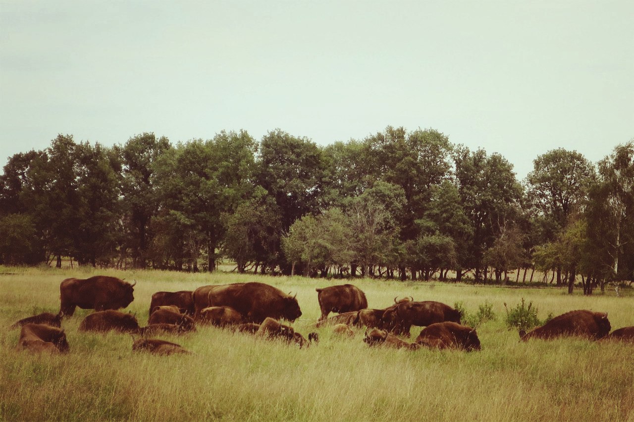 A herd of bison in the Mogilev Zoo Garden. Summer 2016 Photo by A.Basak