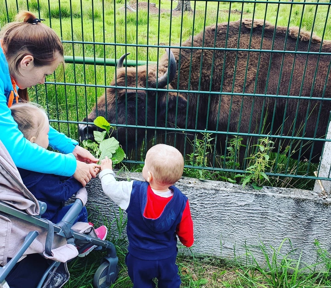 My kids feed the bison with oak branches. Belovezhskaya Pushcha. Summer 2020 Photo by A.Basak