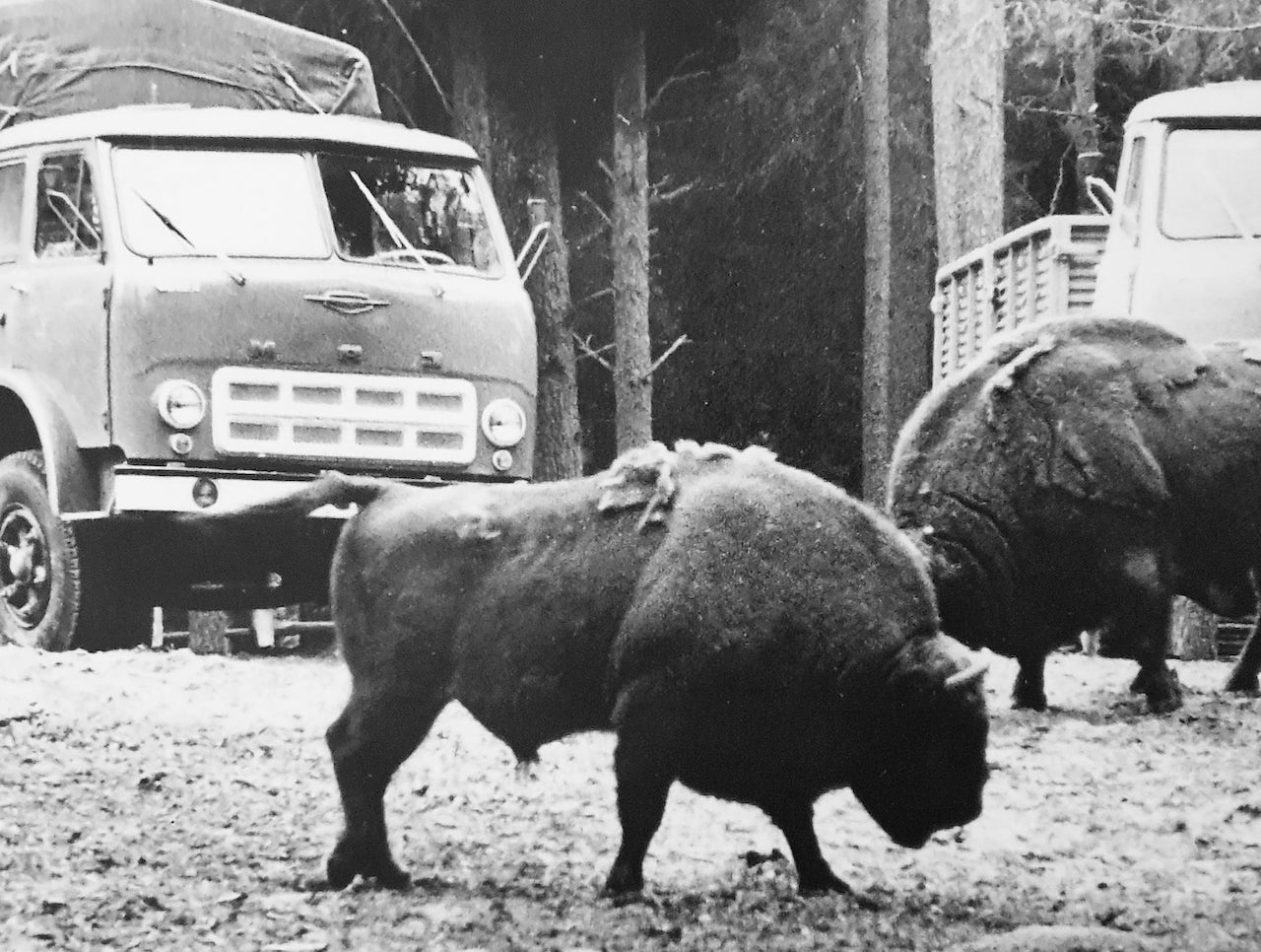 Restoration of bison in Belovezhskaya Pushcha. Photo from the exposition of the Museum of Belovezhskaya Pushcha. 1950s