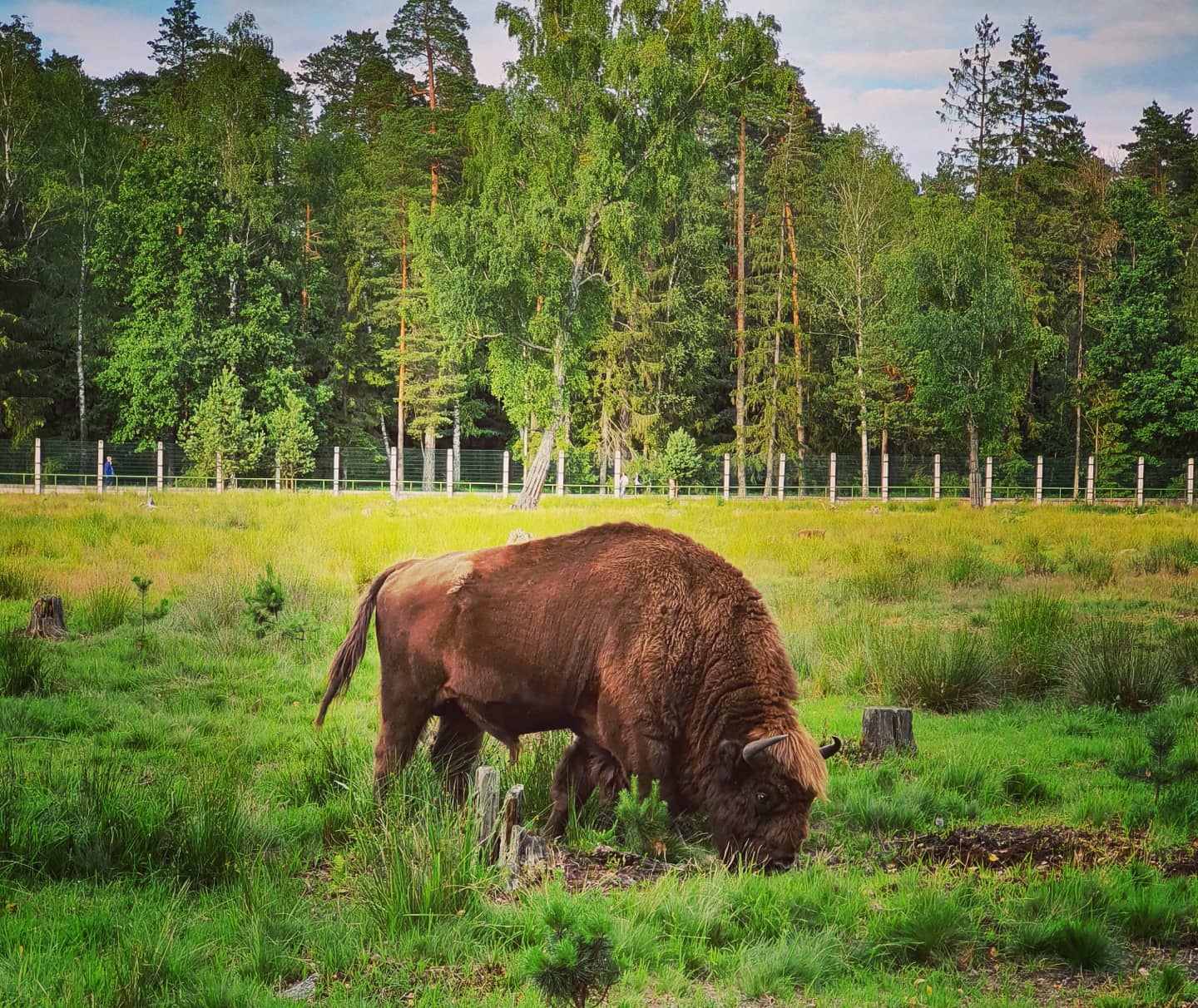 The bison grazes. National Park Belovezhskaya Pushcha. Summer 2020 Photo by A.Basak