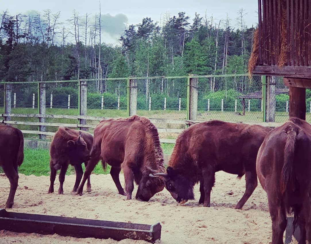 Young bison butt. National Park Belovezhskaya Pushcha. Summer 2020 Photo by A.Basak